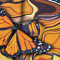 Monarch Flight